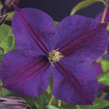 Green boutiQ - Klimplant - Clematis Star of India - Bloem Roze - Weinig onderhoud -2 planten -Pot 11cm Hoogte 40cm