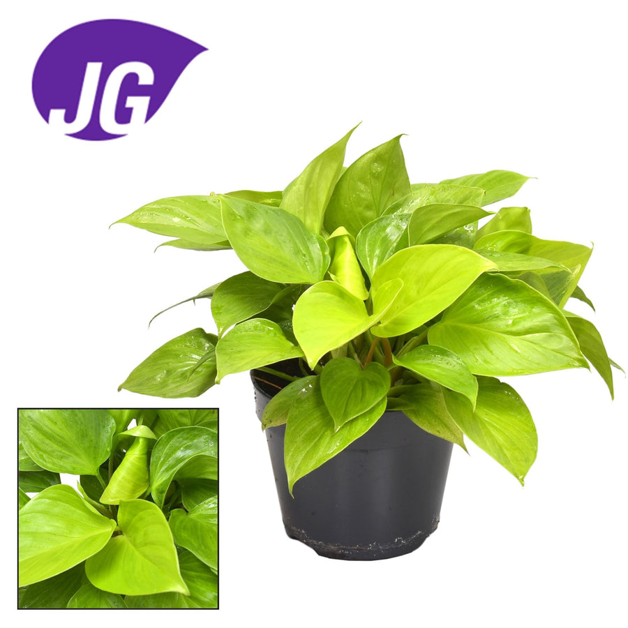 Homalomena Lemon Lime – Pot Ø15 cm · 30 cm hoog
