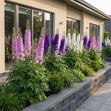 Green boutiQ - Vasteplant - Delphinium Tricolour - Ridderspoor - Bijen- en vlinderlokkers - Paars - Roze - Wit - 12 Planten - Pot 11cm - Hoogte 15-25cm
