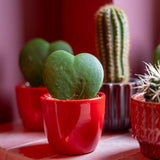 Plant set van 3 met mini pot - Love - Hoya Kerrii - roze/rood - Ø 6 cm