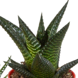 Gasteria/Haworthia mix 5,5cm - 5x - in gekleurde plasticpot