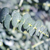 Green boutiQ - Terrasplant - Eucalyptus boom - Eucalyptus gunni- Grijs - 2 Planten - Winterhard - Pot 14cm Hoogte 30cm