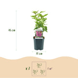 Green boutiQ - Tuinplant - Syringa vulgaris Ludwig Spath - Gewone Sering - Winterhard - Paars - 1 Plant - Pot 17cm - Hoogte 45cm