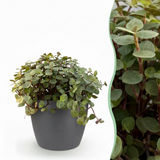 Green boutiQ - Kamerplant - Calissia repens - Kattengras - Huisdiervriendelijk - Groen - 1 Plant - met Potter Grijs - Pot 12cm - Hoogte 17-20cm