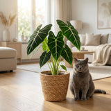 Green boutiQ - Kamerplant - Olifantsoor - Alocasia Frydek - Groen - Weinig onderhoud - 1 Plant - met Mand - Pot 19cm - Hoogte 60cm