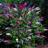 Green boutiQ - Vlinderstruik - Buddleja davidii Tricolour - Bloem Roze , Wit en Paars - 3 Planten - 1m2 - Bladverliezend - Vlinderlokkend -Pot 17cm Hoogte 30cm