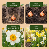 160x Narcissus mix - Narcissen mix - Diversen - Voorjaarsbloeier - Bolmaat 10/12