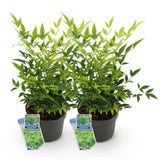 Green boutiQ - Tuinplant - Nandina Lemon & Lime - Geel - 2 Planten - Groenblijvend - Weinig Onderhoud - Pot 17cm Hoogte 45cm