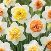 80x Narcissus Macaron Bloss - Narcis Macaron Bloss - Wit en Geel - Voorjaarsbloeier - Bolmaat 12/14