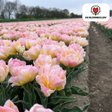 Tulpenbollen Password — roze dubbelbloemige tulp, 20 stuks (maat 11/12)