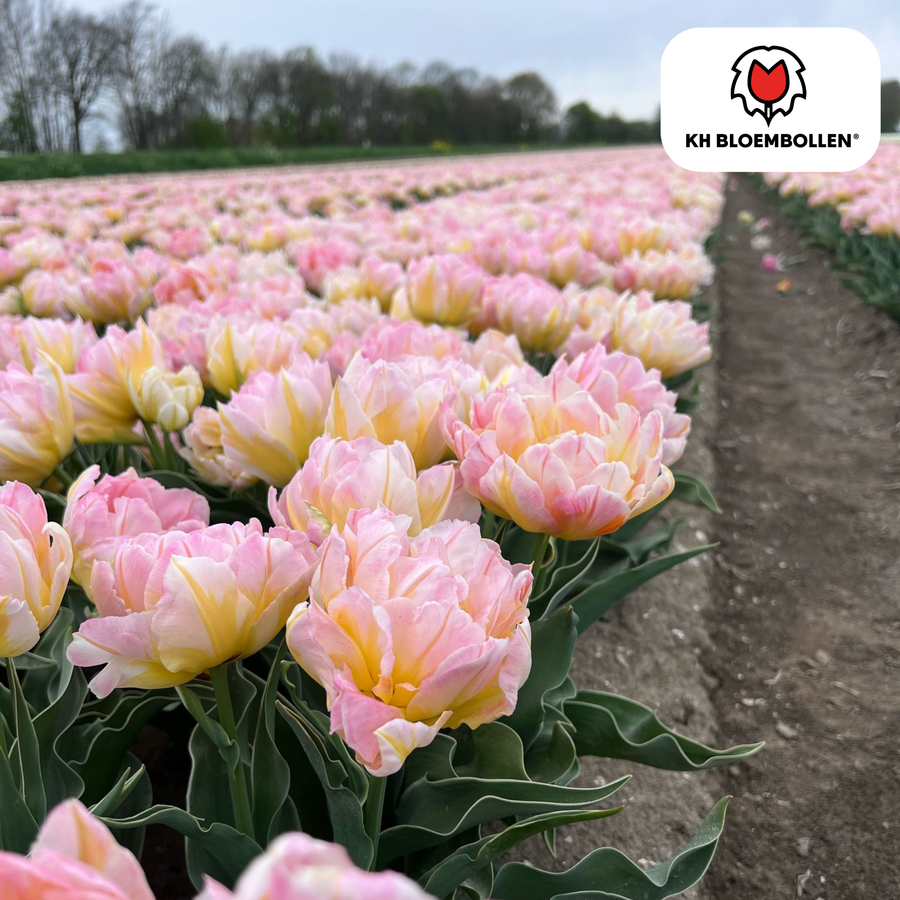 Tulpenbollen Password — roze dubbelbloemige tulp, 20 stuks (maat 11/12)