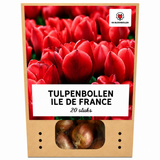 Tulp Ile de France — dieprood