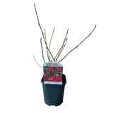 Green boutiQ - Heesters -Ribes sanguineum Kind Edward - Bloem Rood - 1 Plant - Bladverliezend - Weinig Onderhoud - Pot 17cm Hoogte 45cm