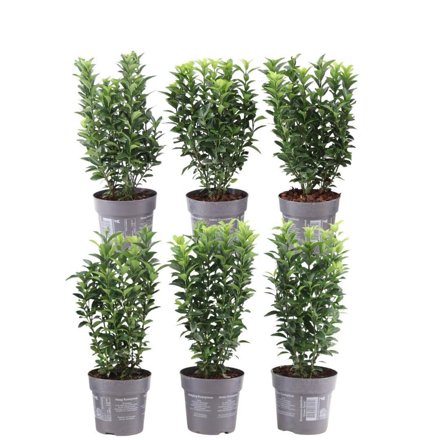 Euonymus japonicus 'Green Spire' — Kardinaalsmutshaag, 6 planten (1 strekkende meter)