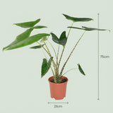 Green boutiQ - Kamerplant - Olifantsoor - Alocasia Zebrina - Groen - Weinig onderhoud - 1 Plant - met Potter Wit - Pot 21 cm - Hoogte 70 - 75cm