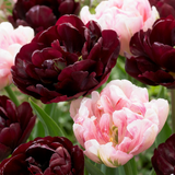 12x Tulipa Sweet Desire mix - Tulp Sweet Desire mix - Diversen - Voorjaarsbloeier - Bolmaat 11/12