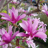 Green boutiQ - Tuinplant - Magnolia Susan - Bloem Paars - 1 Plant - Bladverliezend - Weinig Onderhoud - Pot 12cm Hoogte 30cm