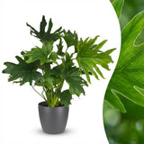 Green boutiQ - Kamerplant - Philodendron - Philodendron Lickety split - Groen - Weinig onderhoud - 1 Plant - met Potter Grijs - Pot 19cm - Hoogte 70cm