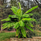 Green boutiQ - Fruitplant - Musa Basjoo - Bananenboom - Winterhard - Groen - 1 Plant - Pot 21cm - Hoogte 70-90cm