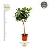 Ficus Lyrata boom XXXL - 230cm - ø40-45