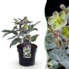 Green boutiQ - Tuinplant - Lenten Rose Helleborus sternii Silver Dollar - GroeneBloem -1 Plant - Groenblijvend - Pot 14cm Hoogte 35cm