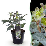 Green boutiQ - Tuinplant - Lenten Rose Helleborus sternii Silver Dollar - GroeneBloem -1 Plant - Groenblijvend - Pot 14cm Hoogte 35cm