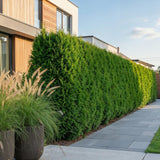 Green boutiQ - 16x Thuja occidentalis Smaragd - Levensboom - Haagplanten - Groenblijvend - Groen - Pot 9cm - Hoogte 20-30cm