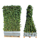 Hedera Hibernica - Klimop - Kant-en-Klaar Haag |↔120cm - ↨150 cm