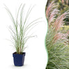 Green boutiQ - Grassen - Miscanthus sin. Morning Light - Pampusgras - Met Pluim - Zilver - 24 Planten - Pot 11cm - Hoogte 15-25cm