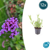 12x Verbena bonariensis - ↕10-25cm - Ø9cm