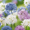 15x Allium Buzzing Beauties - Sierui Buzzing Beauties - Diversen - Zomerbloeier - Bolmaat 6/7