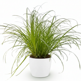 Green boutiQ - Kamerplant - Cyperus alternifolius Zumula - Kattengras - Huisdiervriendelijke Plant - Groen - 1 Plant - met Potter Wit - Pot 12cm - Hoogte 20cm