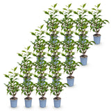 Green boutiQ - 16x Prunus lusitanica Angustifolia - Portugese Laurier - Haagplanten - Groenblijvend - Groen - Pot 9cm - Hoogte 25-35cm