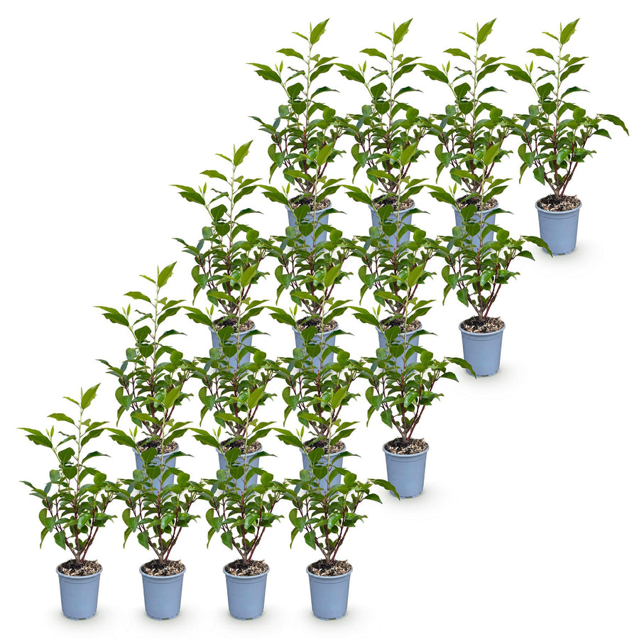Prunus lusitanica Angustifolia — Portugese laurierhaag, 16 stuks, 25-35 cm
