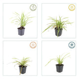 6x Carex morrowii 'Aureovariegata'- ↕10-25cm - Ø9cm