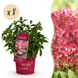 Green boutiQ - Tuinplant - Hydrangea panniculata Groundbreaker Ruby - Pluimhortensia - Winterhard - Rood - 8 Planten - Pot 14cm - Hoogte 20-25cm