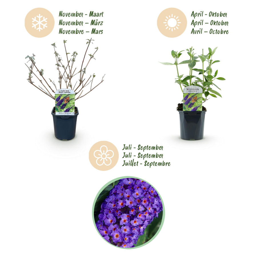 Buddleja davidii Empire Blue – 45 cm hoog (foto 4)