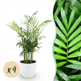 Green boutiQ - Kamerplant - Chamaedorea elegans - Goudpalm - Huisdiervriendelijke Plant - Groen - 4 Planten - met Potter Wit - Pot 12cm - Hoogte 15cm