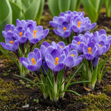 Green boutiQ - Bloembollen - Crocus Blue - Kleur Blauw - 30 stuks - Bolmaat 7/8 - XXL Pack
