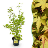 Green boutiQ - Tuinplant - Acer palmatum Summergold - Japanse Esdoorn - Bladverliezend - Geel - 1 - Pot 26cm - Hoogte 90cm