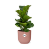 Ficus Lyrata ‘Bambino’ in ELHO Vibes Fold 14cm roze