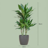 DracaenaJanet Lindt met Potter grijs - 95cm - Ø21