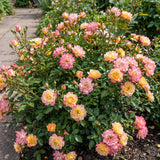 Green boutiQ - Tuin Roos - Rosa Tricolor Fairy - Roos - Winterhard - Geel-Roze - 1 Plant - Pot 12cm - Hoogte Hoogte 20-25cm