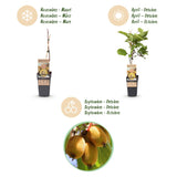Green boutiQ - Fruitplant - Actinidia Weiki & Golden Kiwi - Kiwiplant - 1 Mannelijke - 1 Vrouwelijke - Planten - Geel - Pot 15cm - Hoogte 50cm