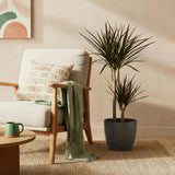 Green BoutiQ - Kamerplanten - Dracaena Magenta - Drakenbloedboom - Weinig onderhoud - Groen - 1 Plant - met Potter Grijs - Pot 21cm - Hoogte 90-100cm