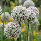 160x Allium Ping Pong - Sierui Ping Pong - Wit - Zomerbloeier - Bolmaat 6/7