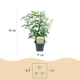 Green boutiQ - Heesters - Forsythia intermedia Goldrauch- Bloem Geel - 1 Plant - Bladverliezend - Weinig Onderhoud - Pot 17cm Hoogte 45cm