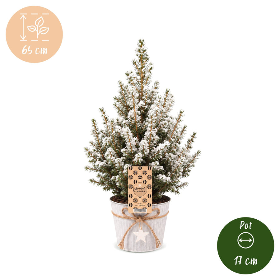 Set van 4 – Pot Ø17 cm · 65 cm hoog · Kegelspar kerstboom besneeuwd · met zinken pot (foto 5)