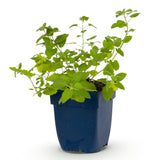 Green boutiQ - Vasteplant - Nepeta faassenii 'Six Hills Giant' - Kattenkruid - Bijen- en vlinderlokkers - Paars - 1 Plant - Pot 11cm - Hoogte 15-25cm