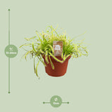 Drosera Capensis - Ø12cm - ↕17cm